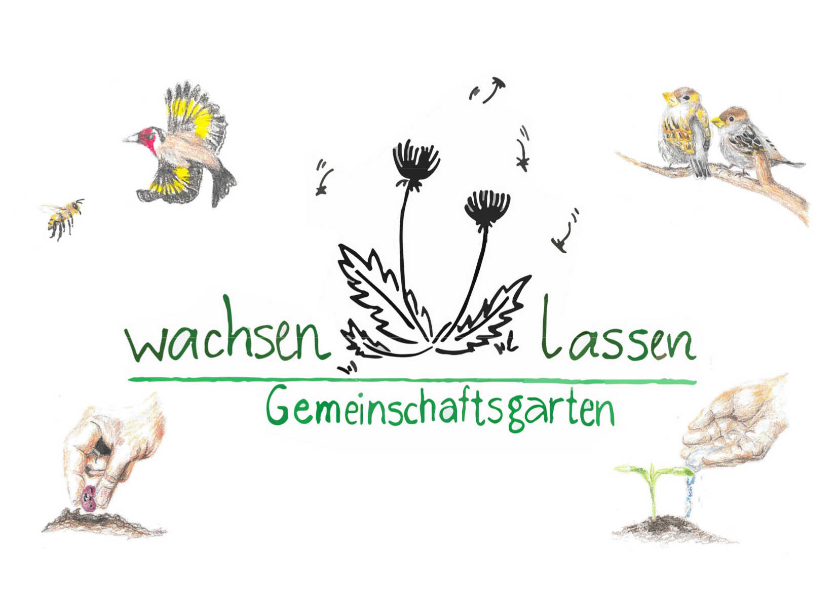 Das Bild zeigt das Logo vom Gemeinschaftsgarten wachsenlassen. Gezeichnete Vögel und Planzen. In der Mitte ist die Zeichnung eines Löwenzahns zu sehen